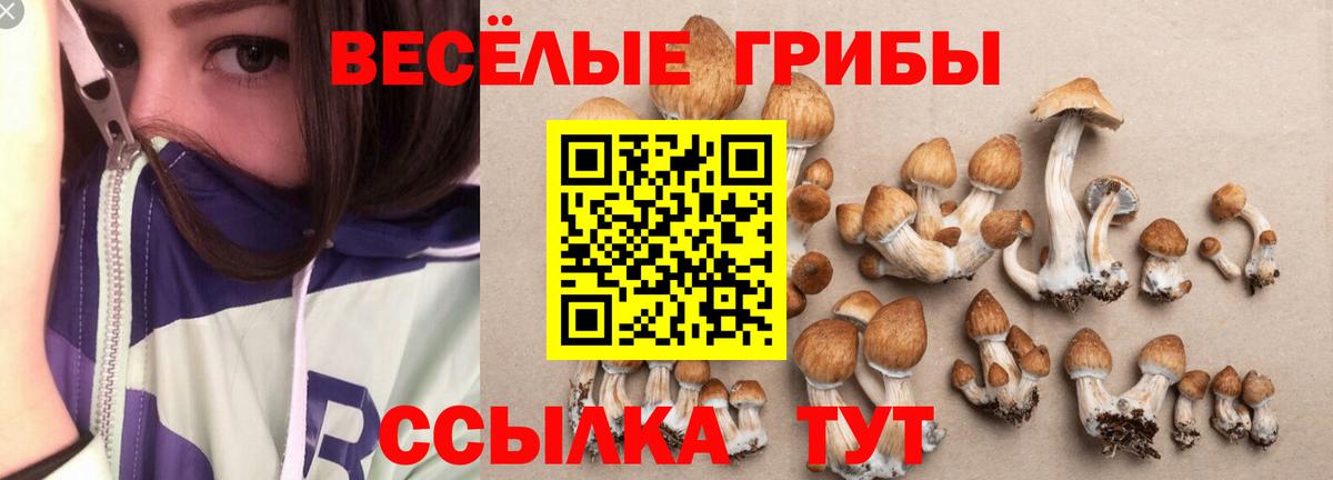 Псилоцибиновые грибы Psilocybine cubensis Нижнекамск